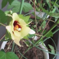 わたの花