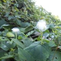 夏草・カラス瓜の花