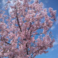 秋田にも桜を楽しめる季節が来ました。今年は近場で花見が楽しめます。