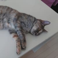 チャビとおしるこ