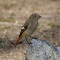 大泉緑地の野鳥（２０２５年３月１日）