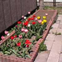 チューリップの花が咲いた　🌷
