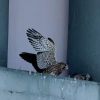 野鳥撮影日記2022(チョウゲンボウ)