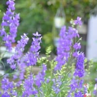 ５月に撮ったお花たち