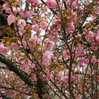 気づかないうちにウコン桜が満開に・・・