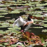 コウホネの咲く湖面で、巣作りに励む  “カンムリカイツムリ” ．．．