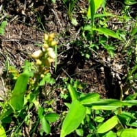 納涼には最適な場所でしたが・・・