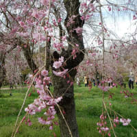 京都府立植物園の桜