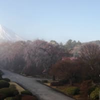 ４月１２日🌸富士北麓さくら開花情報🌸by富士ビューホテル