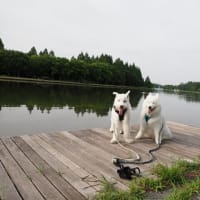水元公園のハス