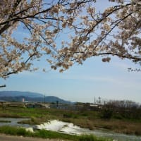 三豊中学校の桜と菜の花