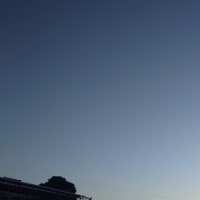 今日の朝どりぶどう2024　１０月２１日