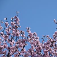 桜満開の日に、鉢の土替えと寄せ植え作り