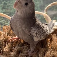 販売中❣️オカメインコ、ホワイトフェイスパール