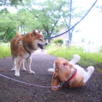 今日のおさんぽ。