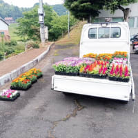 花苗の定植