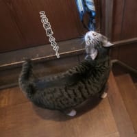 入りたい欲求は突然に