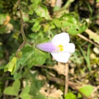 トキワハゼ