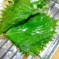植物観察 最終回