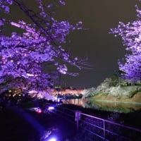 千鳥ヶ淵・桜のライトアップ