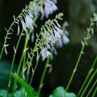 水辺の花々とトンボ（板橋区立赤塚植物園 2025.7.5 撮影）