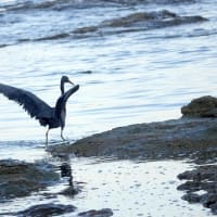 06/08探鳥記録写真：狩尾岬の鳥たち（クロサギの舞、カルガモ、）