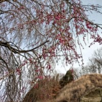 枝垂れ桜も開花🌸