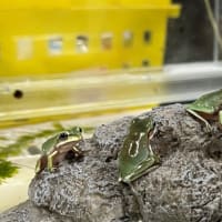 イエアメ全員変態🐸