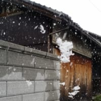 初雪(^○^ )