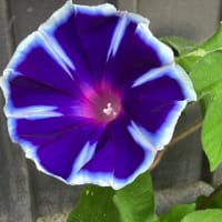 毎朝の楽しみ
