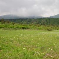 ２０２５年６月２０日　北八甲田　毛無岱のようす