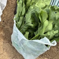 ほうれん草の初収穫です。