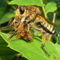 ムシヒキアブ　蜂を捕まえる