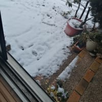 2月11日(祝)　避妊手術の抜糸&今年2度目の雪遊びと切なさと。