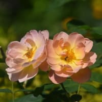 四季の香ローズガーデン　八重の花びらが多いバラ　　　19