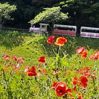 ★くりはま花の国