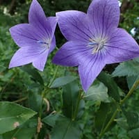 梅花藻の花