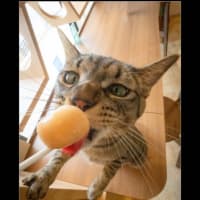 松江に猫カフェが開店しました。