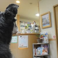 病院へ行ってきたでつ！