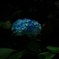 ジャンクレンズ「CANON EF28-80mmF3.5-5.6Ⅳ」試写してきた。