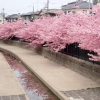 淀の河津桜