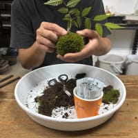 念願の苔玉つくり