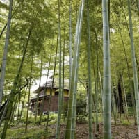 NHKスペシャル　「人体」　山中伸弥・タモリ　命の輝き