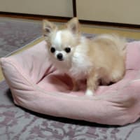 父母の会OGランチは欠席します