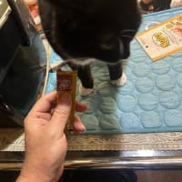 看板猫のいるお店で猫飲み スナック仔猫さん (2408)