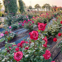 海と薔薇のコラボレーション