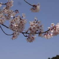 春です