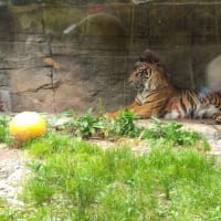八木山動物園
