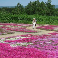 三島さんちの芝桜　俱知安町