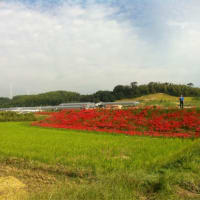 新美南吉記念館の彼岸花